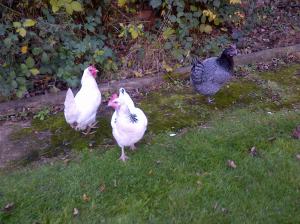 Chiltern-20131201-00346